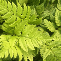 Polystichum rigens